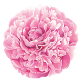 Die-cut Peony Placemats