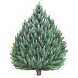 EVERGREEN DIE CUT PAPER PLACEMATS